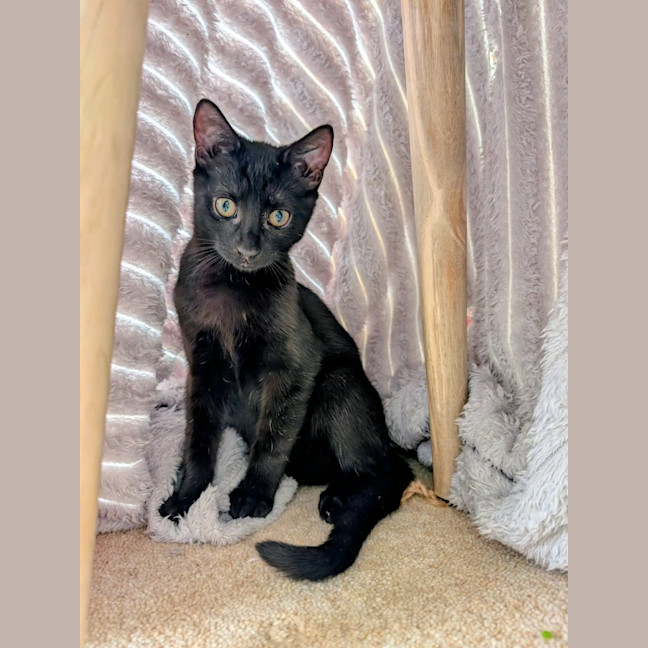 Photo of Zorro
