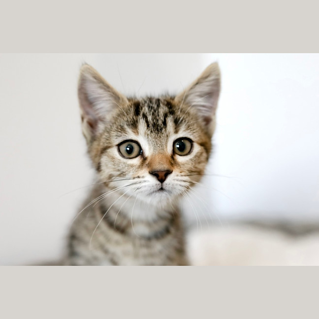 Photo of Tiger