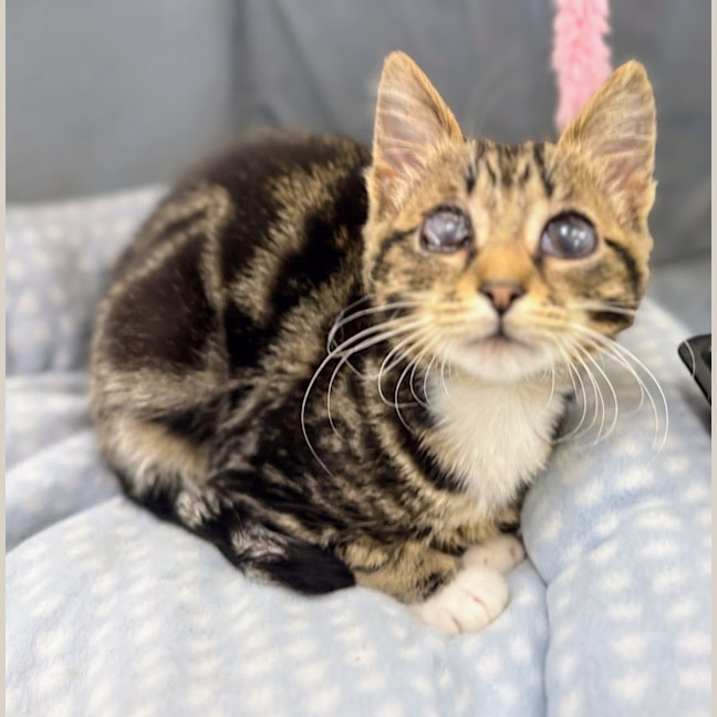 Photo of Stevie Wonder 