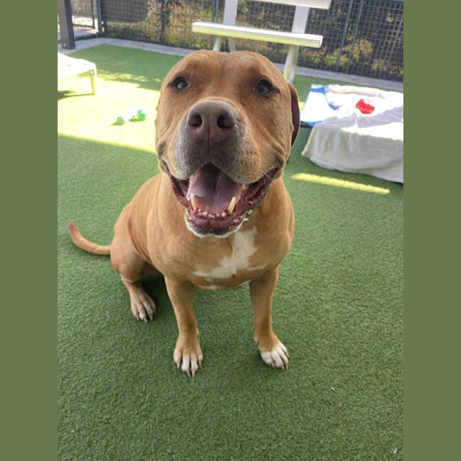 Photo of D1281 Rusty 