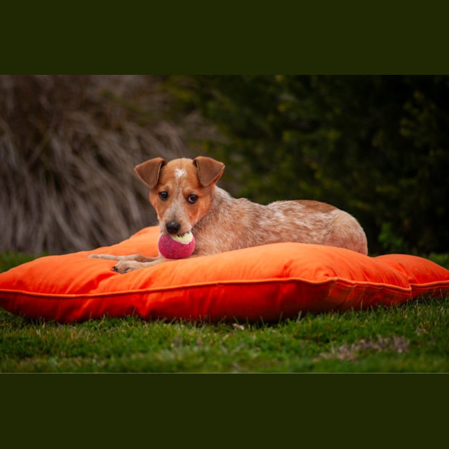 Photo of Tilly