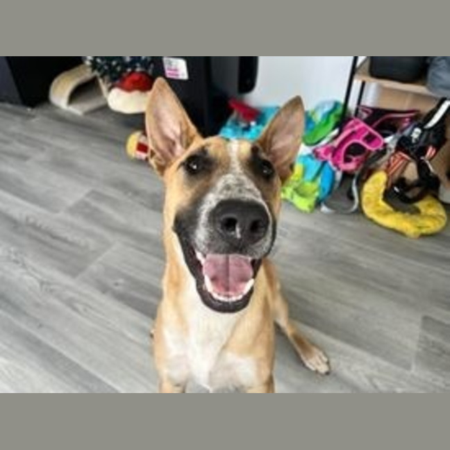 Photo of Peanut