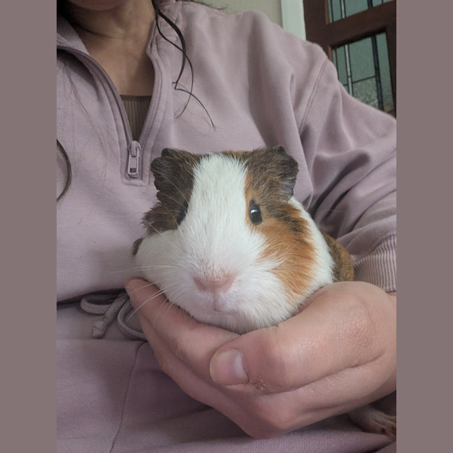 Photo of Scruffy / Chip