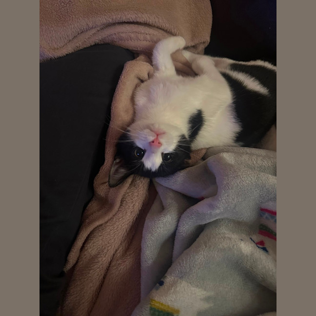 Photo of Moo