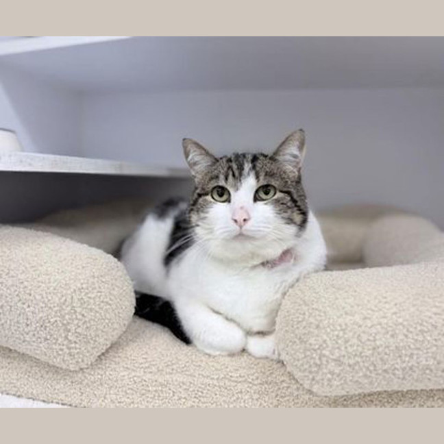 Photo of Toast