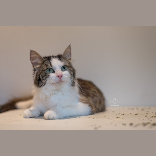 Photo of Betty **2nd Chance Cat Rescue**