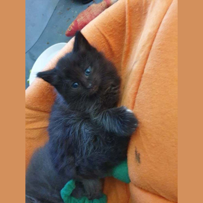 Photo of Jet