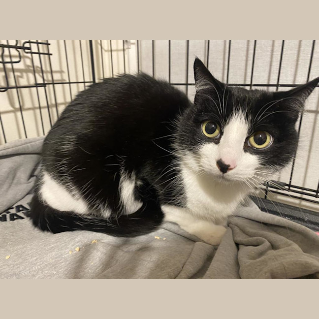 Photo of Loki Sweetness