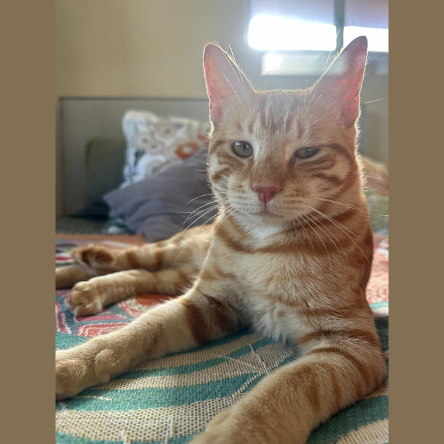Photo of Kit Kat