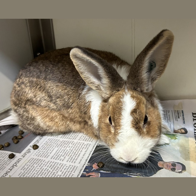 Photo of Captain Carrot (Bonded With Private Parsley)