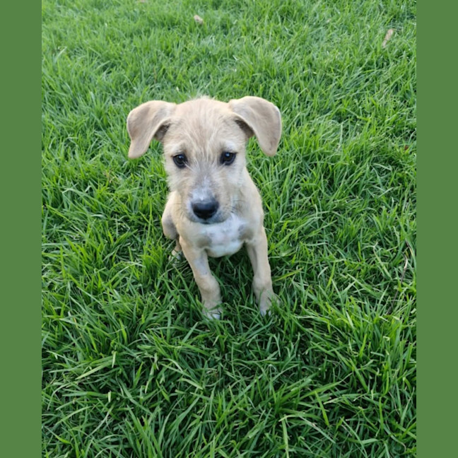 Photo of Chivas Regal 