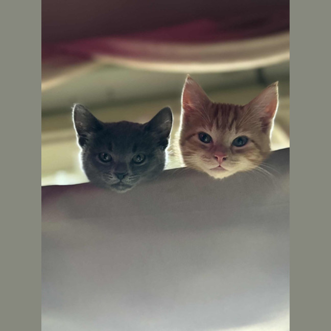 Photo of Artemis   Located In Preston