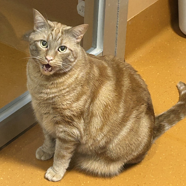 Photo of Trumpet Sua014187