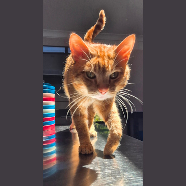 Photo of Tommy (9977)