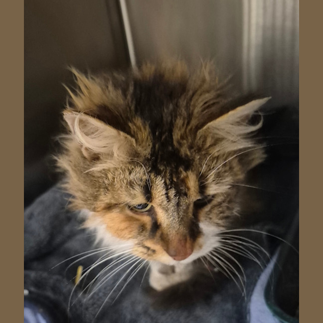 Photo of Freya