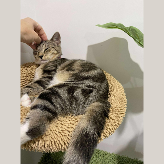 Photo of Willow
