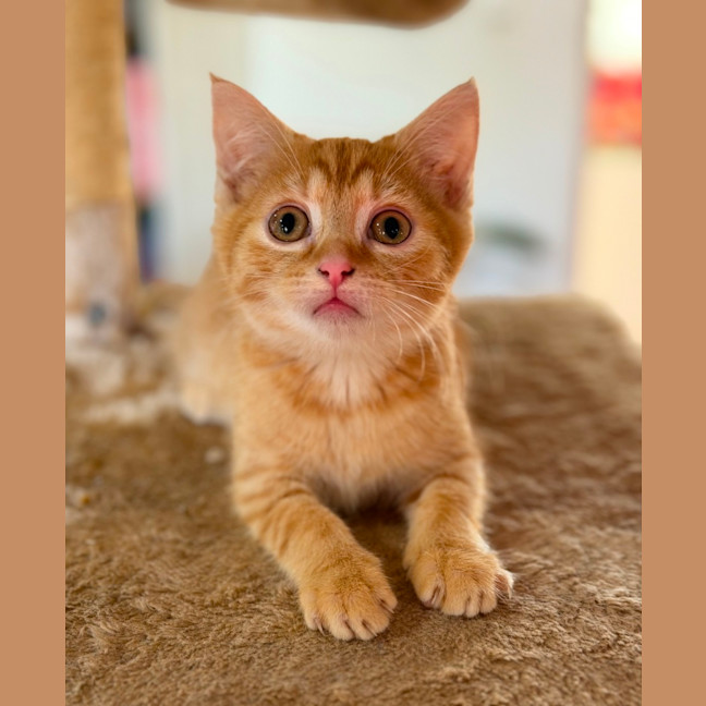Photo of Jethro