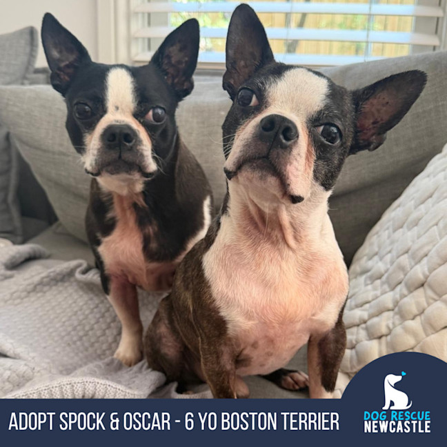 Photo of Spock & Oscar   6 Yo Boston Terrier