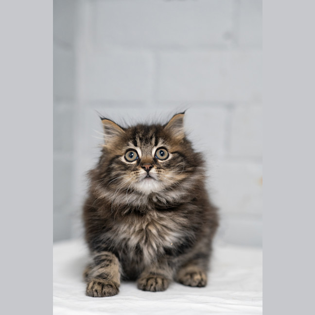 Photo of Boris