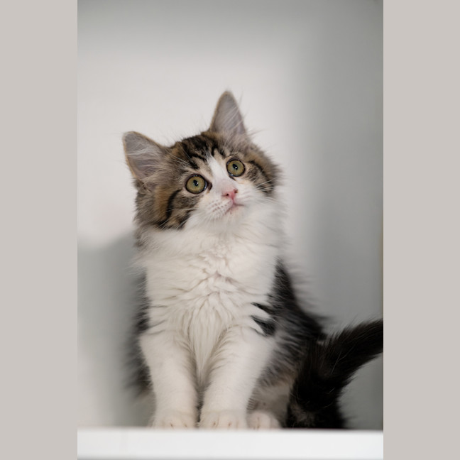 Photo of Clover 