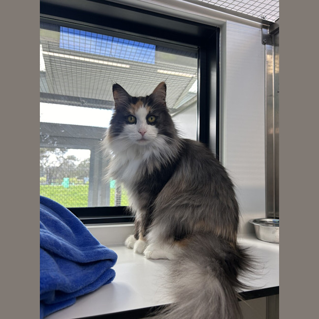 Photo of Artemis