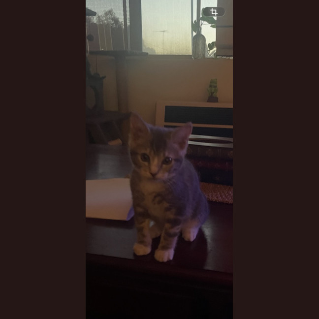 Photo of Vixen