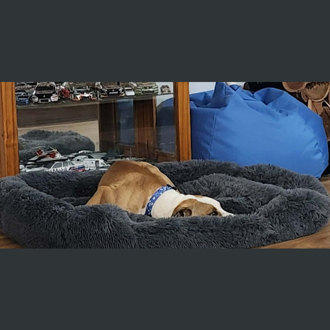 Photo of Bolt