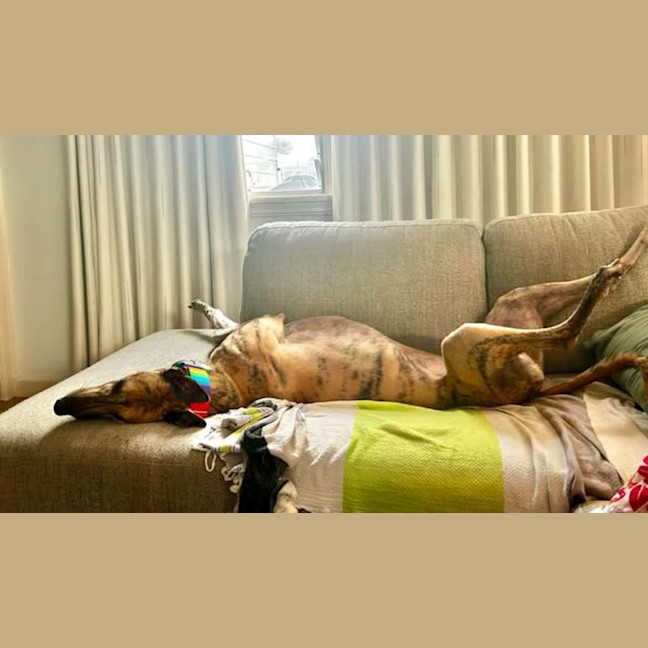 Photo of Sonny, The Greyhound