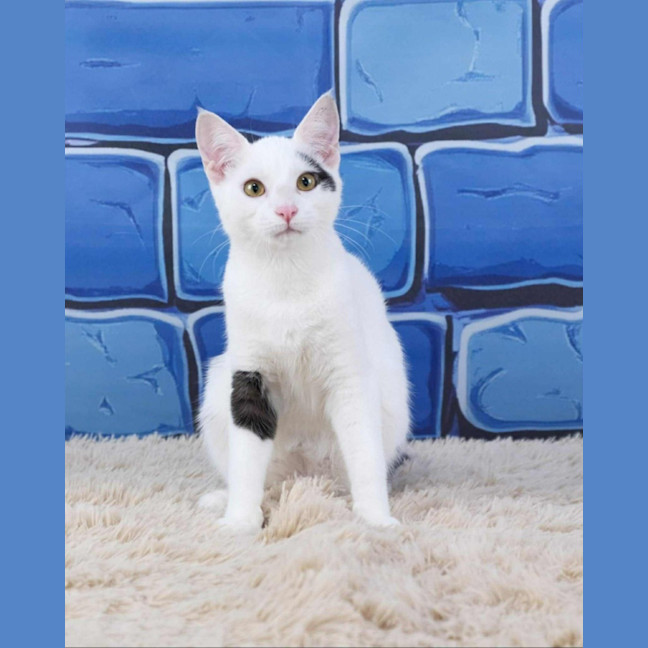 Photo of Mr Biscuits