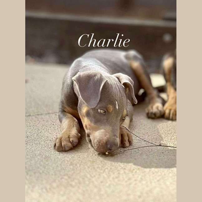 Photo of Charlie