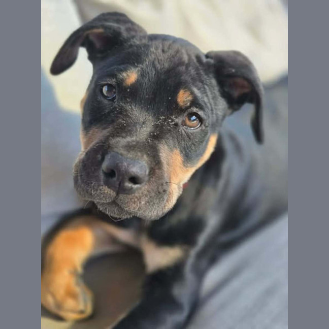 Photo of Echo