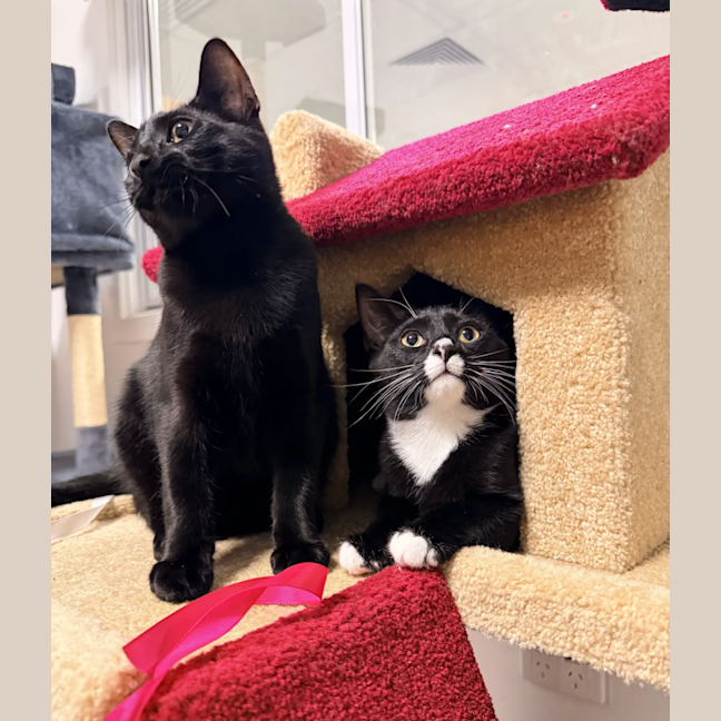 Photo of Ollie (& Oscar)
