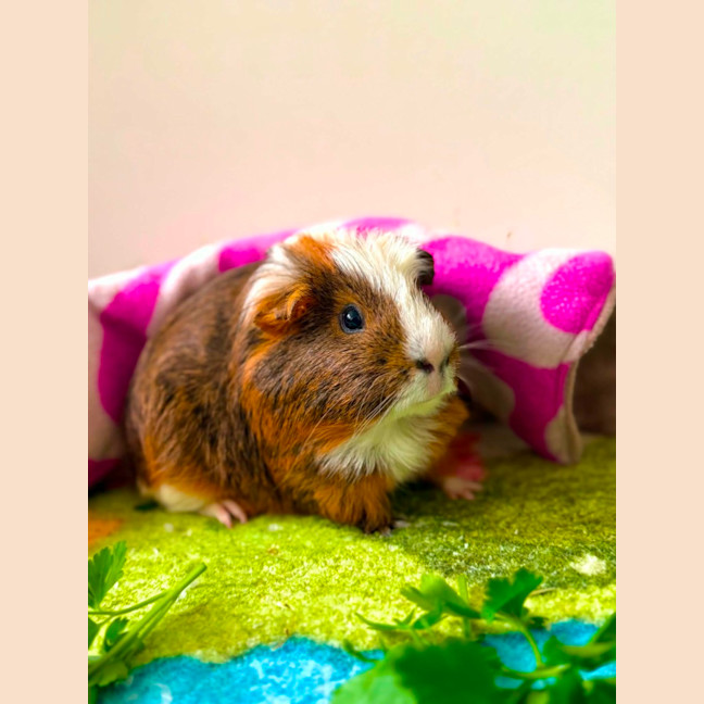 Photo of Chunk