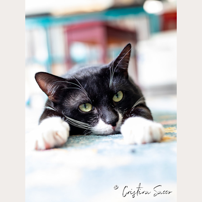 Photo of Frankie