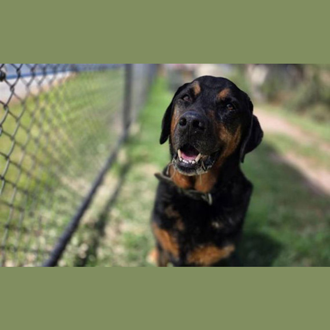 Photo of Chase