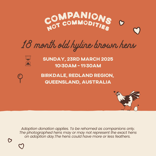 Photo of Rescue Hens