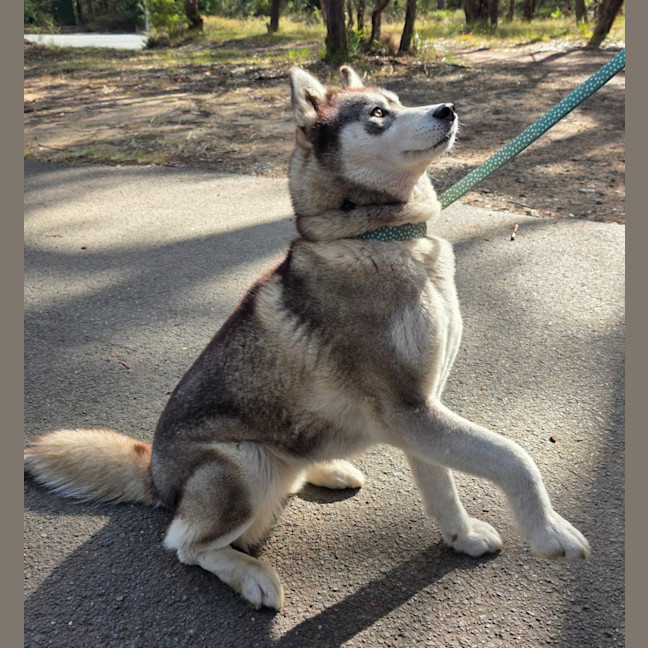 Photo of Nova