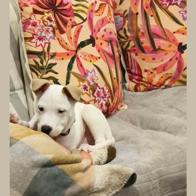 Photo of Gunner