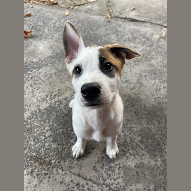 Photo of Tofu   4 Month Old Sharpei X Bull Mastiff