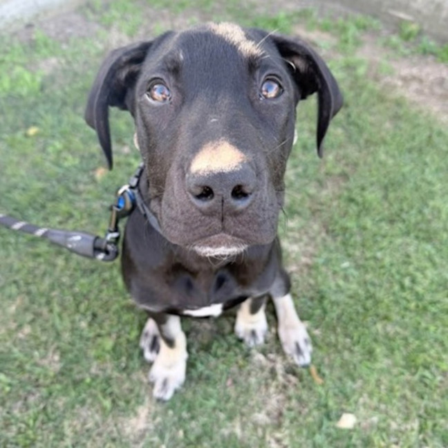 Photo of Atlas 