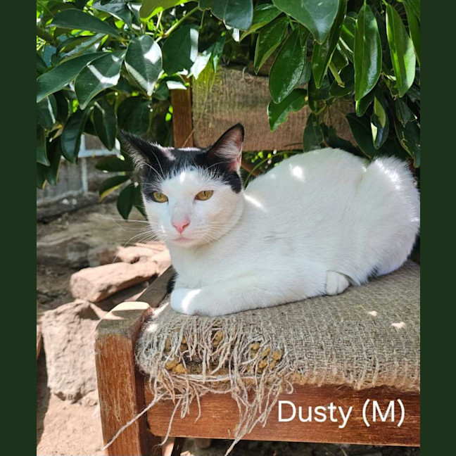 Photo of Dusty