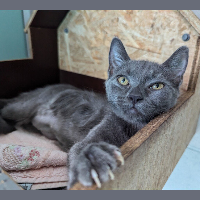 Photo of Minty