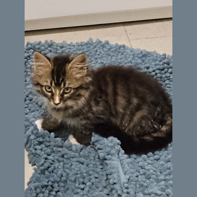 Photo of Sylvie & Sebastian 🐱🐱 Kittens