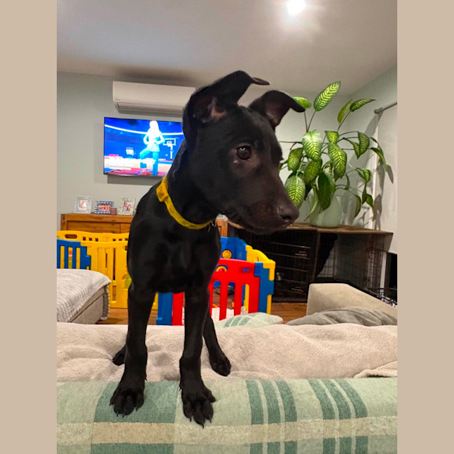 Photo of Phoebe