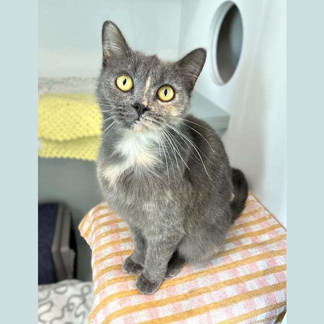 Photo of Princess Sprinkles