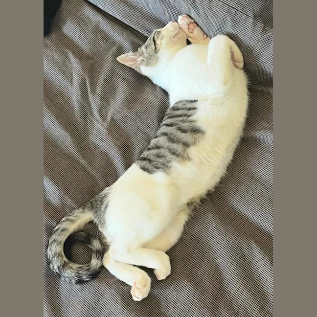 Photo of Simba