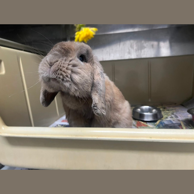 Photo of Hazelnut *Available At Pet Stock Engadine*