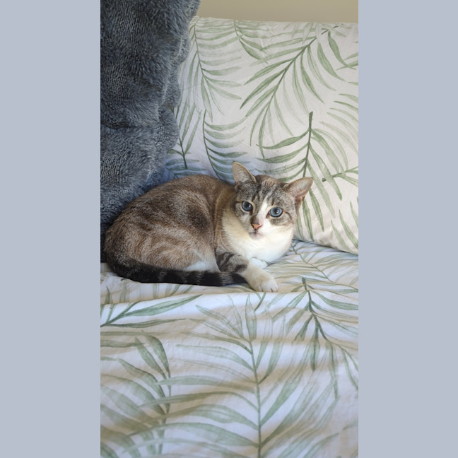 Photo of Taco