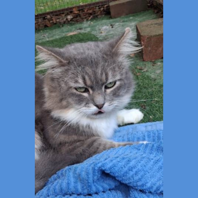 Photo of Mishka