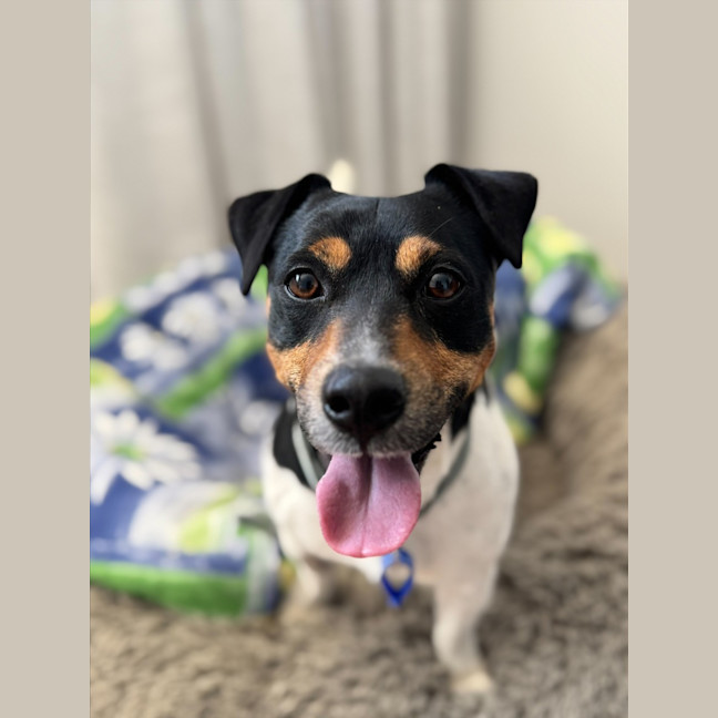 Photo of Snipper   3 Year Old Jack Russell